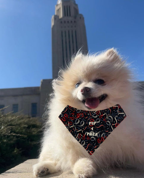 “Pip 4 Prez” Dog Bandana