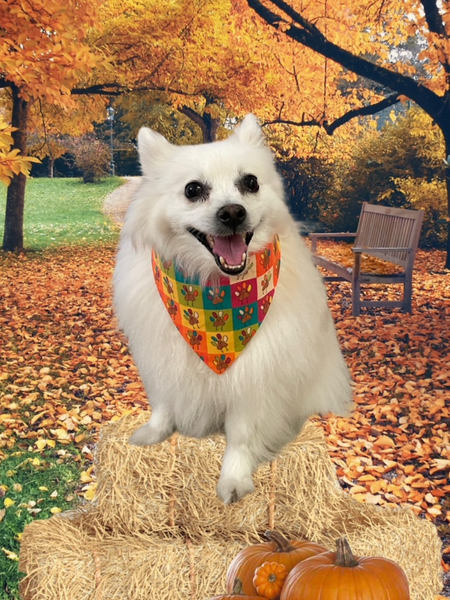 Paw Print Turkey Dog Bandana