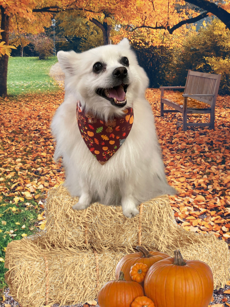 Fall Friends Dog Bandana